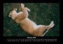 Löwen in der Wildnis Fotokalender 2026 - 2