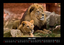 Löwen in der Wildnis Fotokalender 2026 - 3