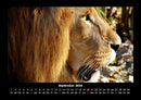 Löwen in der Wildnis Fotokalender 2026 - 9