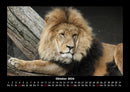 Löwen in der Wildnis Fotokalender 2026 - 10