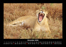 Löwen in der Wildnis Fotokalender 2026 - 12