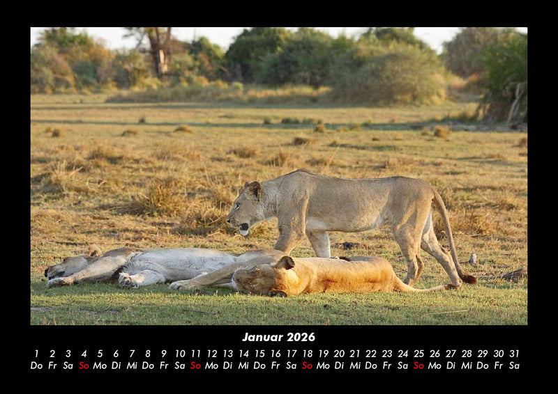 Löwen in der Wildnis Fotokalender 2026 - 1