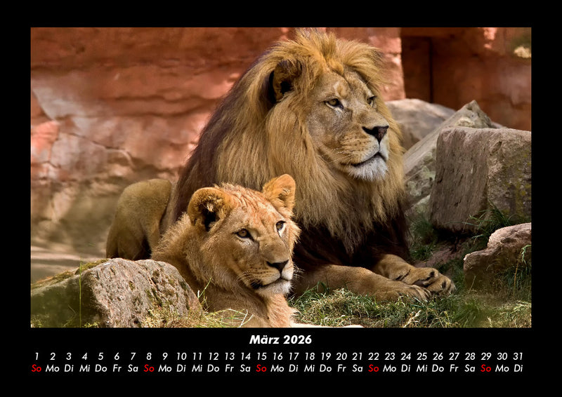 Löwen in der Wildnis Fotokalender 2026 - 3