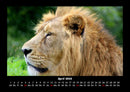 Löwen in der Wildnis Fotokalender 2026 - 4