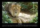 Löwen in der Wildnis Fotokalender 2026 - 7