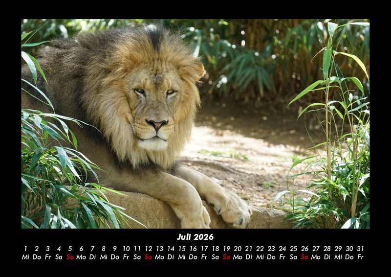 Löwen in der Wildnis Fotokalender 2026 - 7