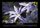 Pflanzen und Blüten Fotokalender 2026 - 11