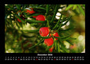 Pflanzen und Blüten Fotokalender 2026 - 12