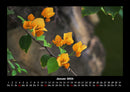 Pflanzen und Blüten Fotokalender 2026 - 1