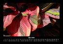 Pflanzen und Blüten Fotokalender 2026 - 5
