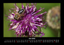 Pflanzen und Blüten Fotokalender 2026 - 6