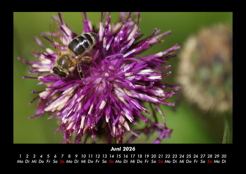 Pflanzen und Blüten Fotokalender 2026 - 6