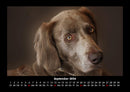 Hunde Fotokalender 2026 - 9