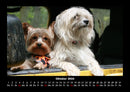 Hunde Fotokalender 2026 - 10