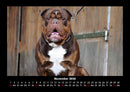 Hunde Fotokalender 2026 - 11