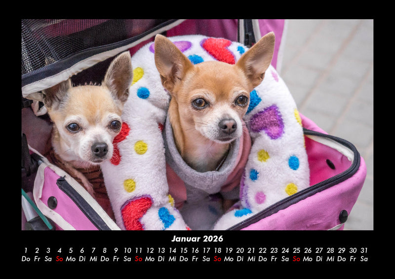 Hunde Fotokalender 2026 - 1