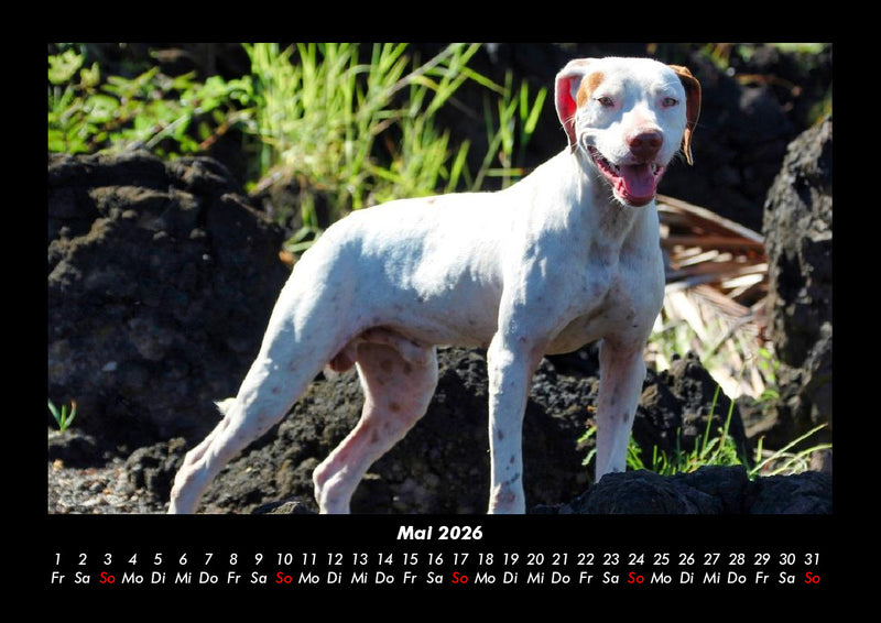 Hunde Fotokalender 2026 - 5