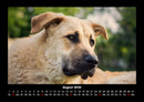 Hunde Fotokalender 2026 - 8