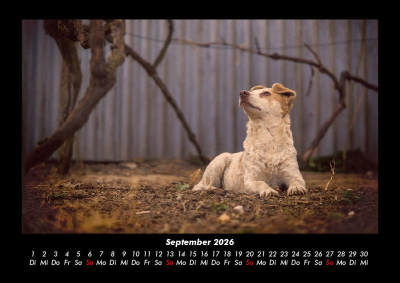Tierkalender Fotokalender 2026 - 9