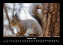 Tierkalender Fotokalender 2026 - 10