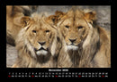 Tierkalender Fotokalender 2026 - 11
