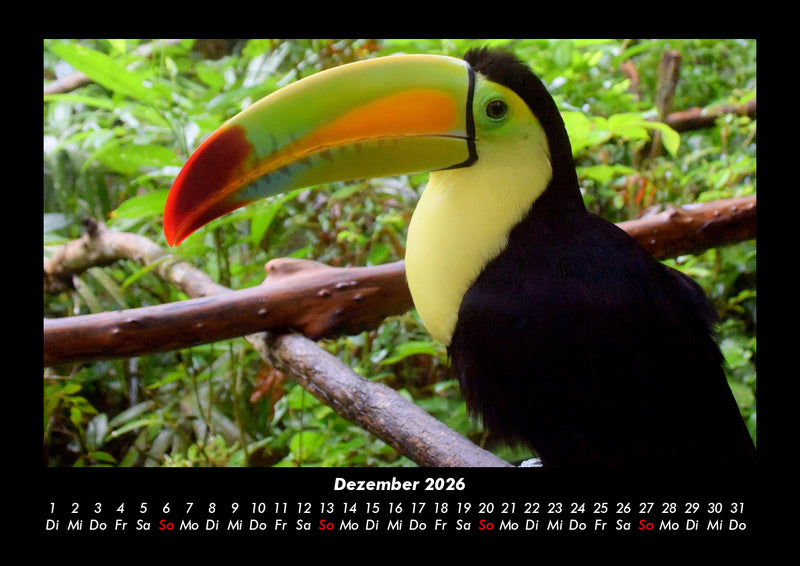 Tierkalender Fotokalender 2026 - 12