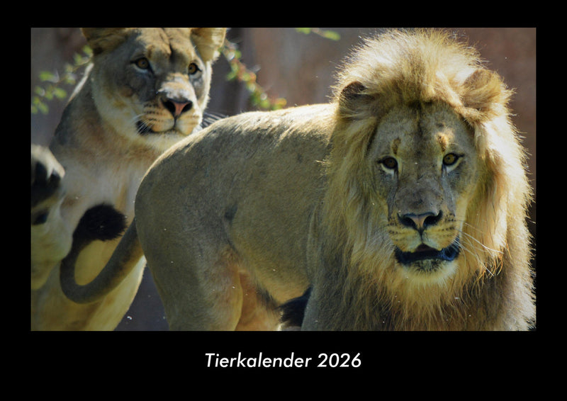 Tierkalender Fotokalender 2026 - Hauptbild