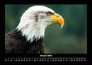 Tierkalender Fotokalender 2026 - 1