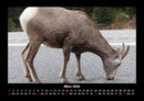 Tierkalender Fotokalender 2026 - 3