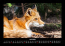 Tierkalender Fotokalender 2026 - 7