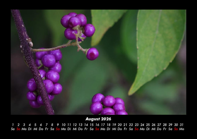 Obstkalender Fotokalender 2026 - 8