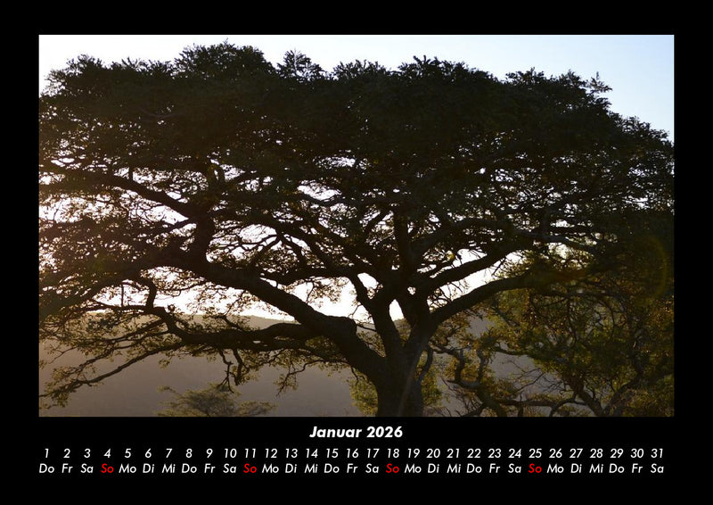 Bäume Fotokalender 2026 - 1
