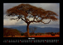 Bäume Fotokalender 2026 - 5