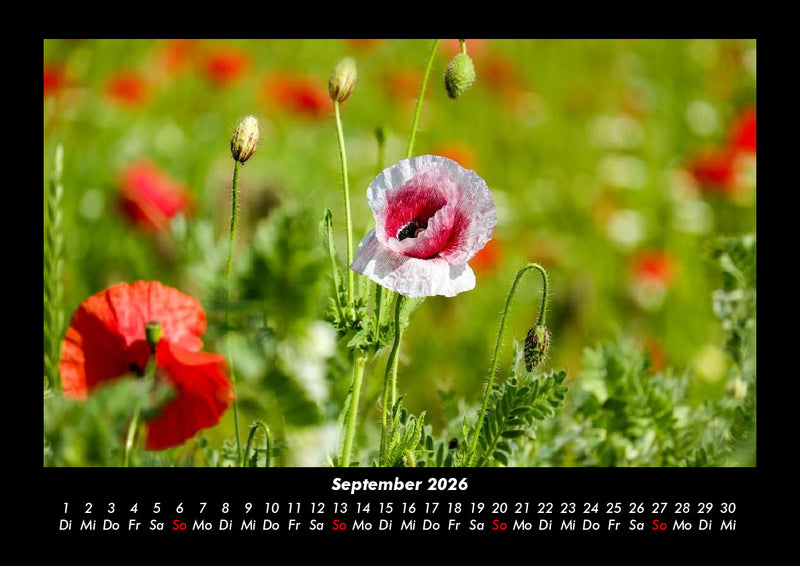 Blumenkalender Fotokalender 2026 - 9