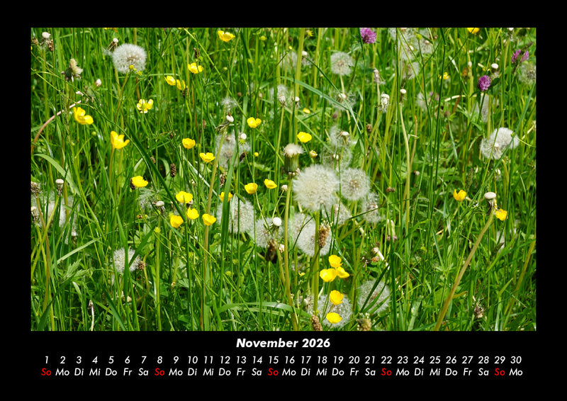 Blumenkalender Fotokalender 2026 - 11