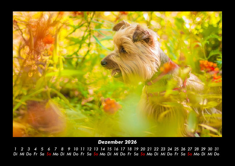 Blumenkalender Fotokalender 2026 - 12