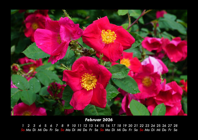Blumenkalender Fotokalender 2026 - 2