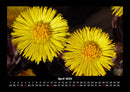 Blumenkalender Fotokalender 2026 - 4