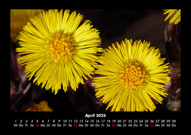 Blumenkalender Fotokalender 2026 - 4