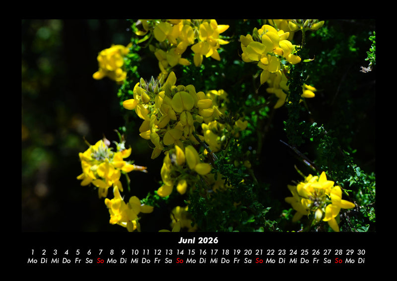 Blumenkalender Fotokalender 2026 - 6