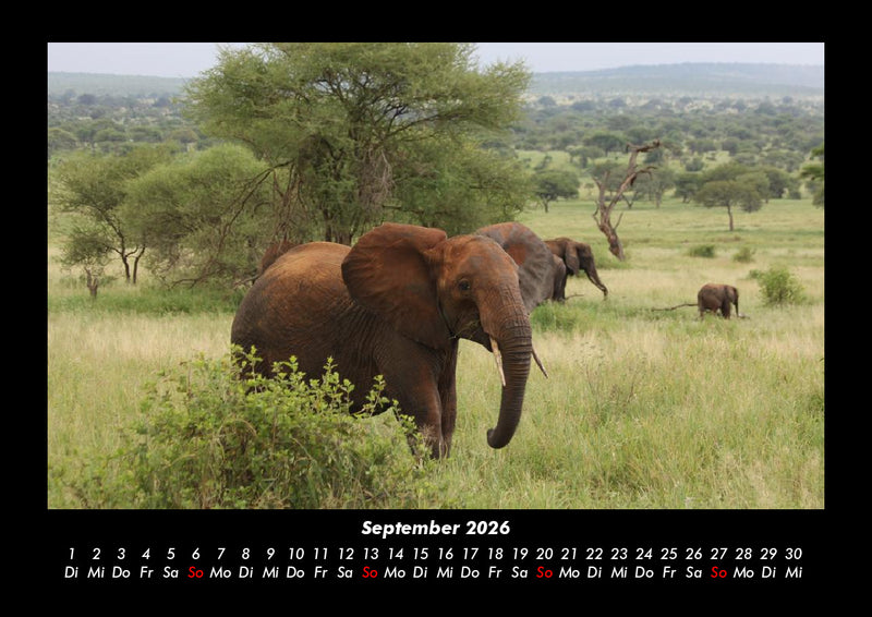 Der Elefantenkalender Fotokalender 2026 - 9