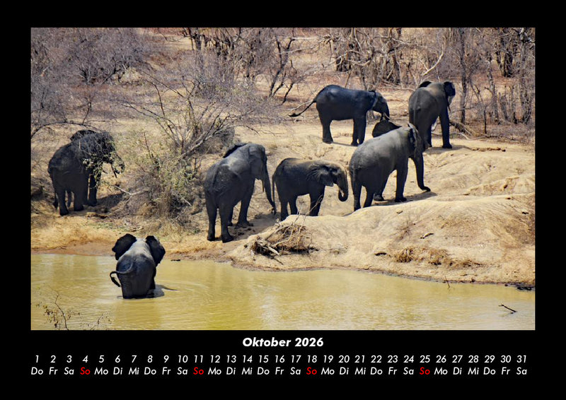 Der Elefantenkalender Fotokalender 2026 - 10