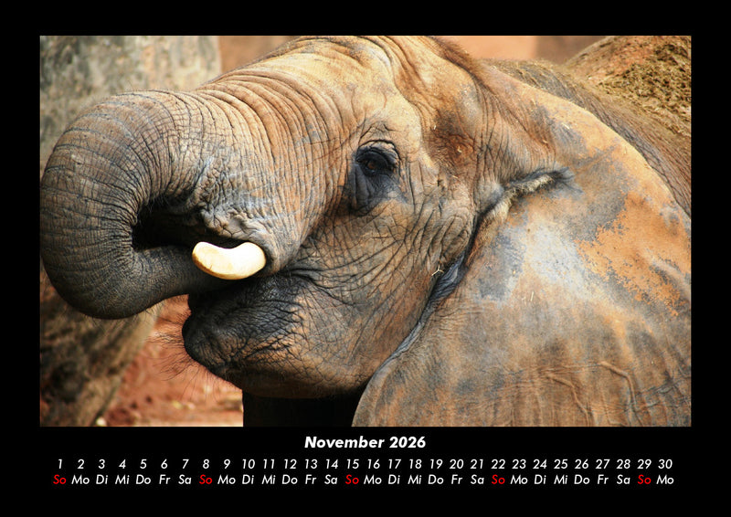 Der Elefantenkalender Fotokalender 2026 - 11