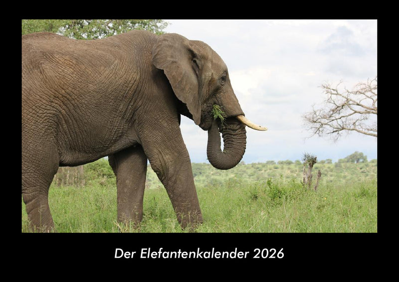 Der Elefantenkalender Fotokalender 2026 - Hauptbild