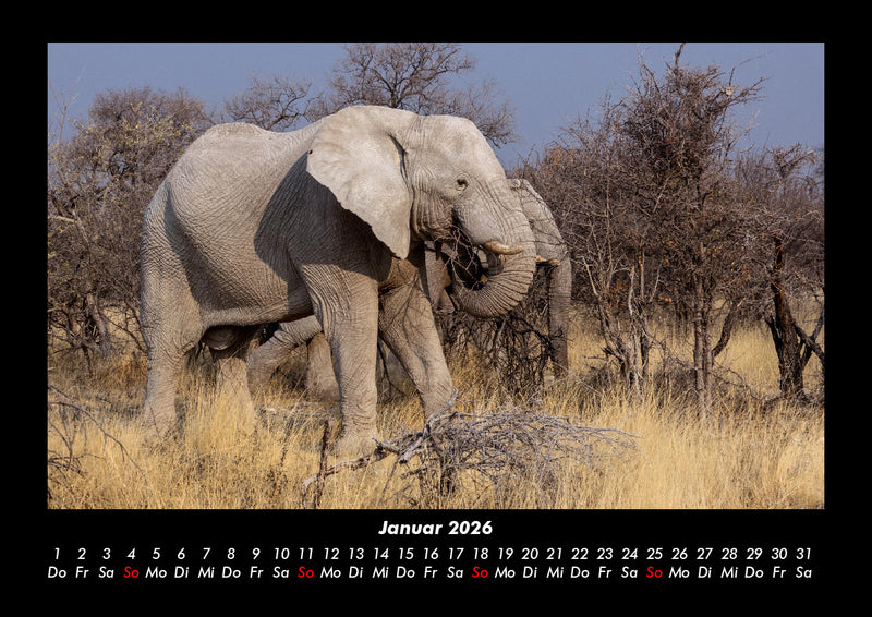 Der Elefantenkalender Fotokalender 2026 - 1