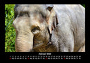 Der Elefantenkalender Fotokalender 2026 - 2
