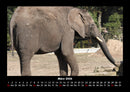 Der Elefantenkalender Fotokalender 2026 - 3