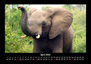 Der Elefantenkalender Fotokalender 2026 - 4