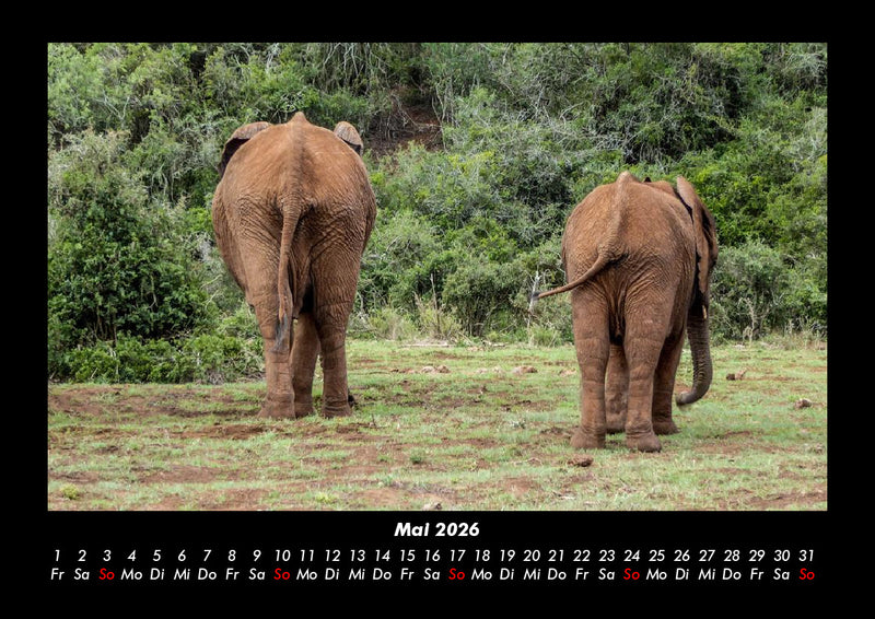 Der Elefantenkalender Fotokalender 2026 - 5