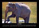Der Elefantenkalender Fotokalender 2026 - 6